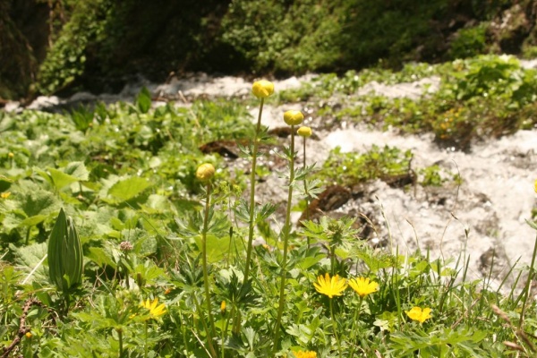 ���������, ���� 2007 �.