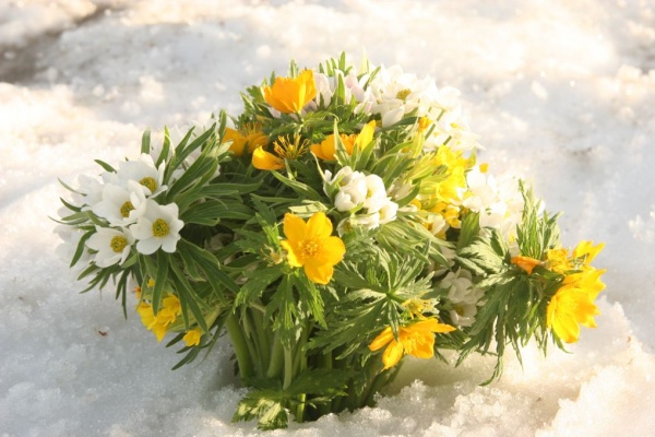 ������, ��� 2007 �