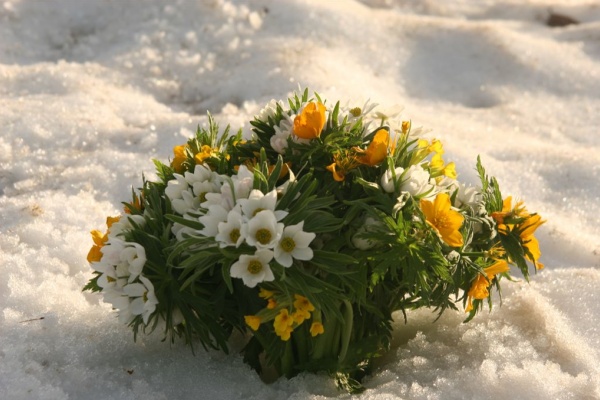 ������, ��� 2007 �