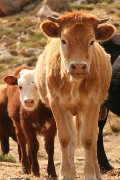 ������, ��� 2007 �