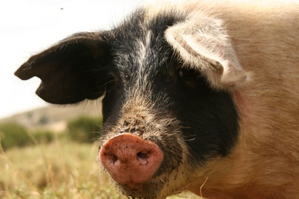 �������, �. �������, �������� 2007 �.