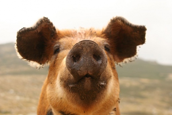 �������, �. �������, �������� 2007 �.