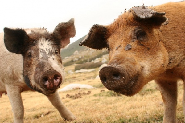 �������, �. �������, �������� 2007 �.