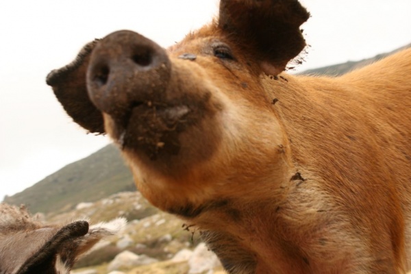 �������, �. �������, �������� 2007 �.