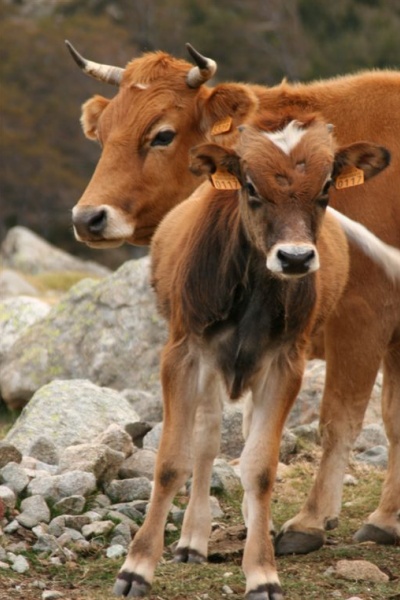 �������, �. �������, �������� 2007 �.