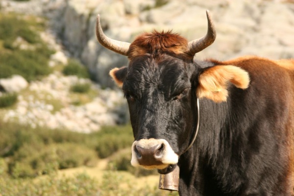 �������, �. �������, �������� 2007 �.