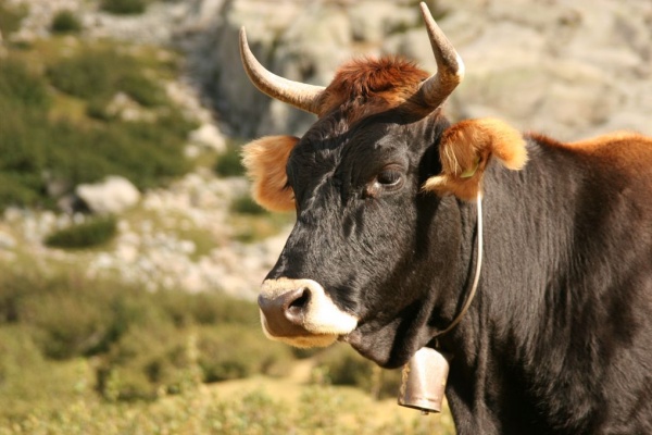 �������, �. �������, �������� 2007 �.