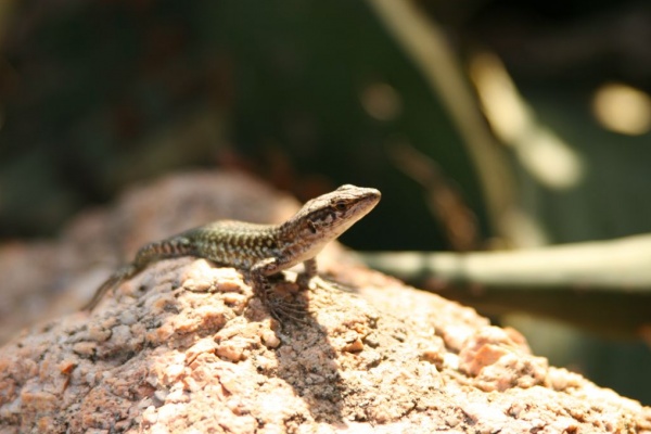 �������, �. �������, �������� 2007 �.